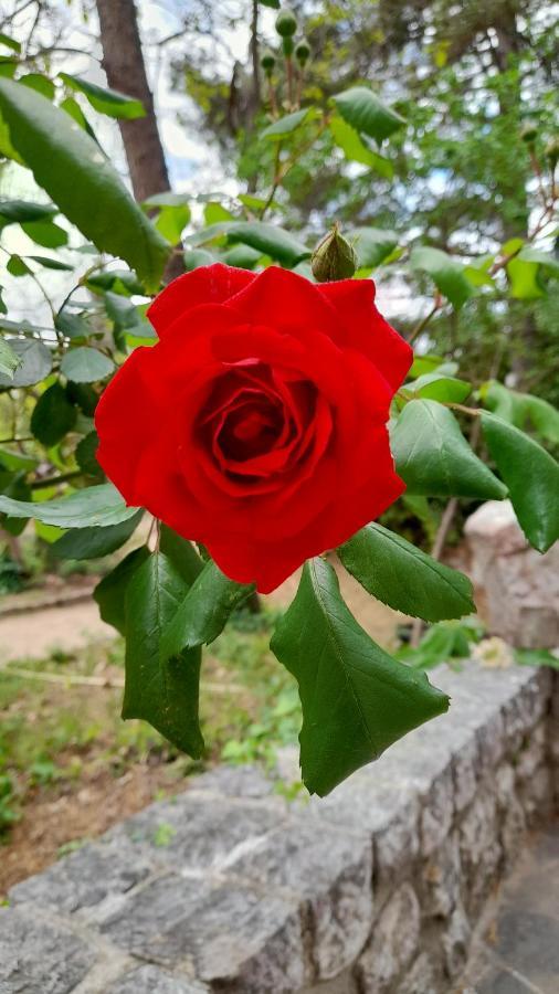 Bed and Breakfast Castell Rose Prades  Exterior foto